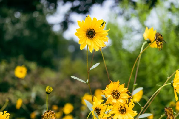 一片阳光普照的美丽的康菲草甸 — 图库照片