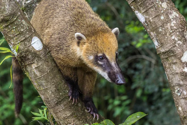 Coati Sudamericano Bosque —  Fotos de Stock