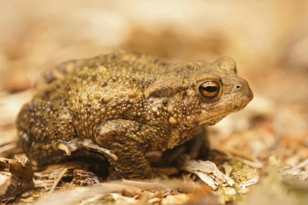 Close Een Gemeenschappelijke Europese Pad Bufo Bufo Zittend Bosbodem — Stockfoto