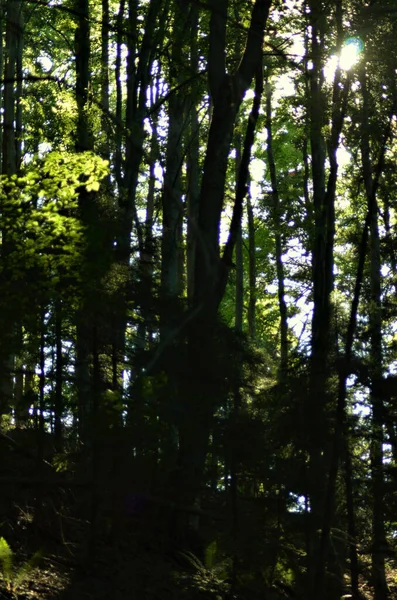 Vertikální Záběr Slunce Které Svítí Mezi Stromy Zeleném Lese — Stock fotografie