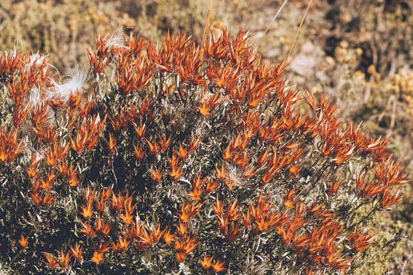 野生のオレンジ色のオウムのくちばしの花を持つ開花ブッシュ — ストック写真