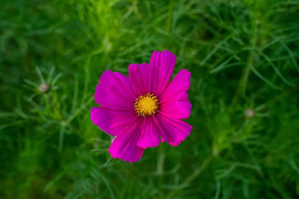 Selektywne Ujęcie Ostrości Pięknego Aromatycznego Różu Cosmos Kwiat Ogrodzie — Zdjęcie stockowe