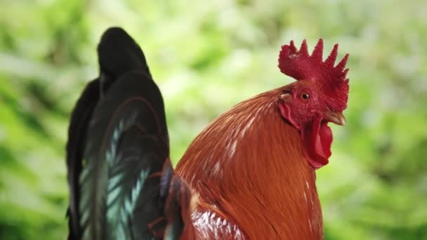 Gros Plan Coq Dans Forêt — Video