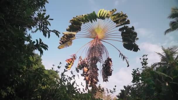 Mooi Botanisch Schot Natuurlijk Behang — Stockvideo