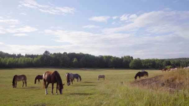Cavalos Pastando Prado — Vídeo de Stock
