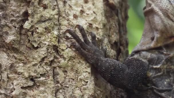 Zbliżenie Zdjęcie Jaszczurki Drzewie — Wideo stockowe