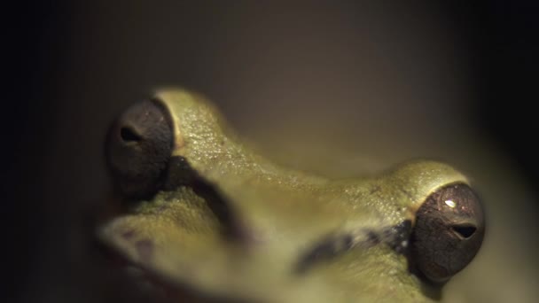 Zbliżenie Brązowo Żółtej Gąsienicy — Wideo stockowe