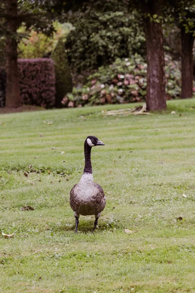 Hermoso Ganso Canadá Caminando Por Césped Día Soleado — Foto de Stock