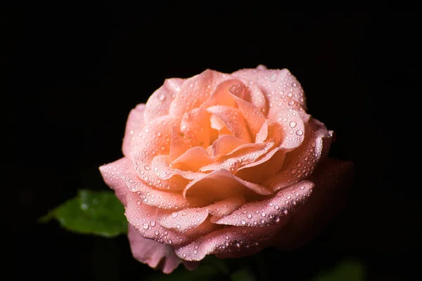 Una Elegante Rosa Con Gotas Agua Oscuridad —  Fotos de Stock