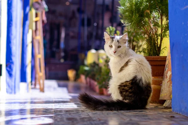 Primer Plano Lindo Gato Gris Blanco Sentado Mirando Algo — Foto de Stock