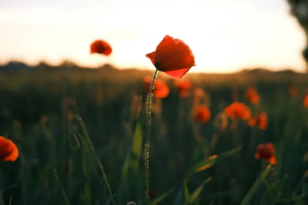 Tiro Seletivo Foco Flores Bonitas Papoula Campo Durante Por Sol — Fotografia de Stock