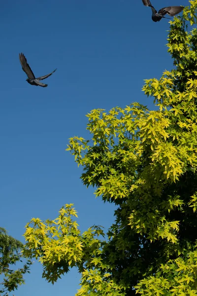 Coup Vertical Oiseaux Volant Dessus Arbre Contre Ciel Bleu — Photo
