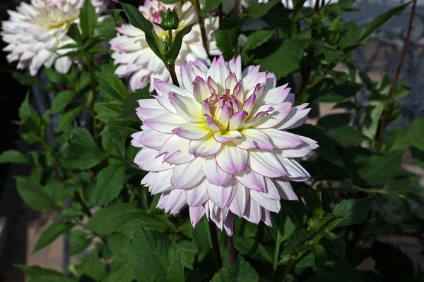 Kwitnące Kwiaty Dahlii Ogrodzie — Zdjęcie stockowe