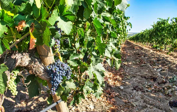 Чудовий Виноградник Іспанії — стокове фото