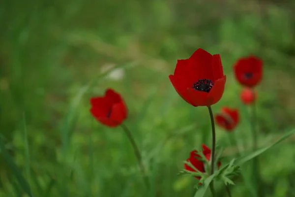 在绿茵的草地上 一张美丽芬芳 梦幻般的红色郁金香的特写照片 — 图库照片