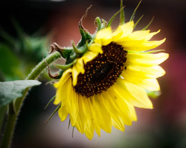 Zbliżenie Kolorowego Kwiatu Zamazanym Tłem — Zdjęcie stockowe