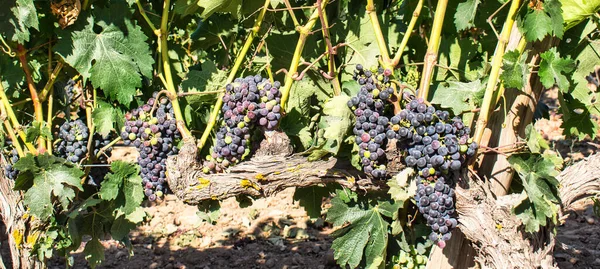 Beautiful Landscape Vineyard Spain — Stock Photo, Image