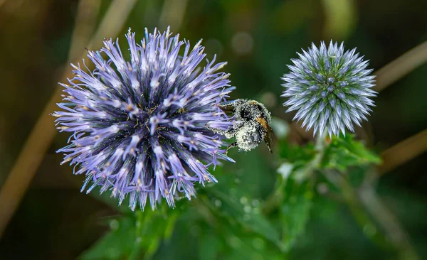 Крупный План Пчелы Опыляющей Эхинопсах — стоковое фото