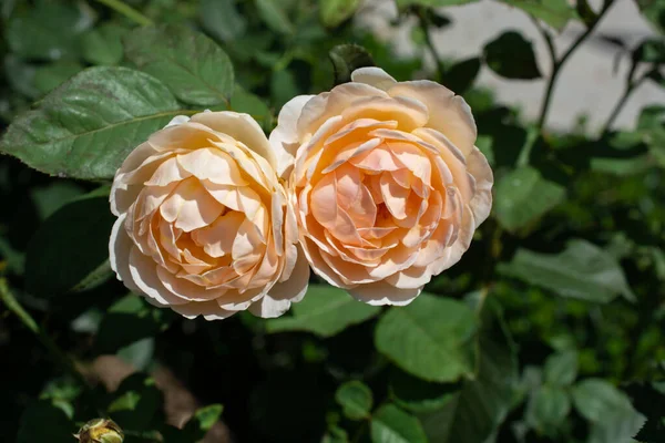 Zbliżenie Ujęcie Pięknych Róż — Zdjęcie stockowe
