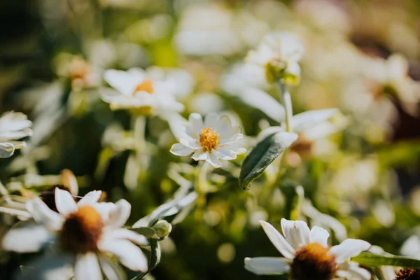 Primer Plano Una Flor Zinnia Hoja Estrecha Sobre Fondo Borroso —  Fotos de Stock