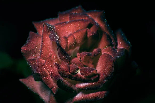 Elegancka Róża Kroplami Wody Ciemności — Zdjęcie stockowe