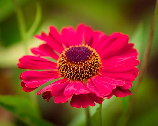 Primer Plano Una Colorida Flor Con Fondo Borroso — Foto de Stock