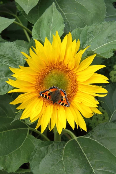 Pionowe Ujęcie Pomarańczowego Motyla Słoneczniku Ogrodzie — Zdjęcie stockowe