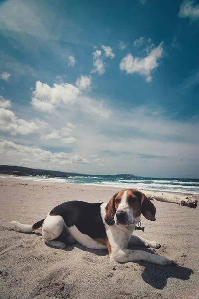 Pionowe Ujęcie Beagle Siedzi Piaszczystej Plaży Słoneczny Dzień — Zdjęcie stockowe