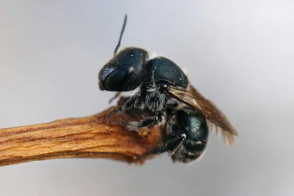 Крупный План Самки Голубой Каменной Пчелы Osmia Caerulescens Висящей Веточке — стоковое фото