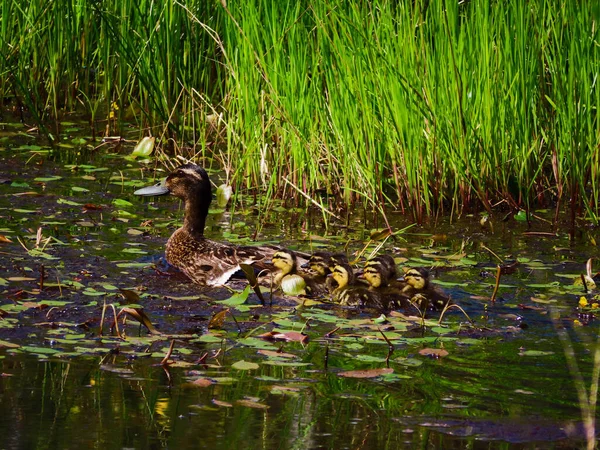 Vacker Bild Mamma Anka Med Sina Ungar Sjö — Stockfoto