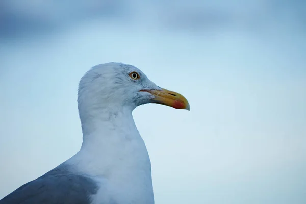 Uma Gaivota Branca Contra Céu — Fotografia de Stock