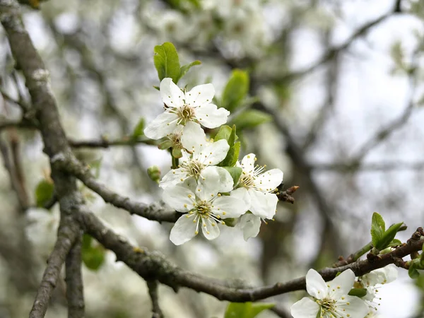 Gros Plan Fleurs Cerisier Blanc Poussant Jour Sombre — Photo