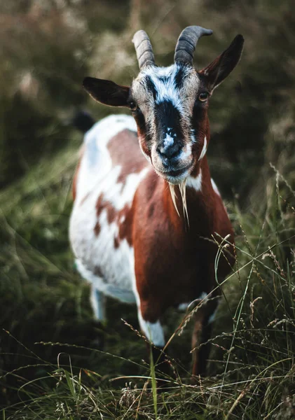 Eine Nahaufnahme Einer Weiß Braunen Ziege Mit Hörnern Die Auf — Stockfoto