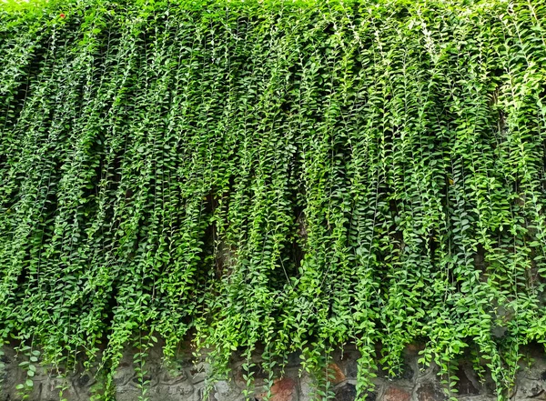 Eine Nahaufnahme Von Kletterpflanzen — Stockfoto