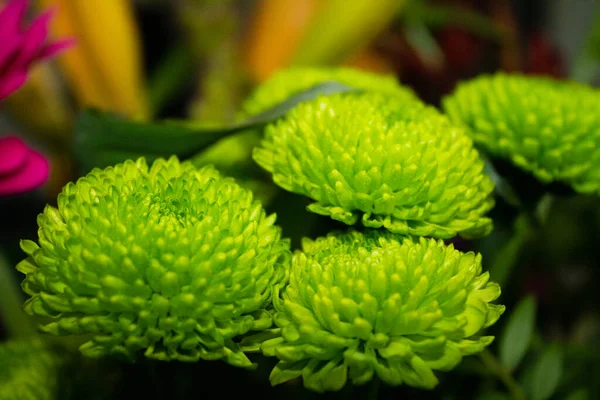 Kwitnące Zielone Kwiaty Chryzantemy Rozmytym Tle Ogrodu — Zdjęcie stockowe