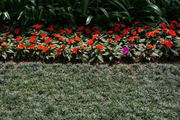 Eine Landschaft Aus Grünem Gras Mit Blühenden Perlbalsamblumen — Stockfoto