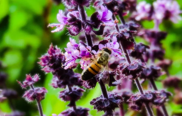 Eine Nahaufnahme Einer Biene Auf Einer Lila Blume Der Natur — Stockfoto