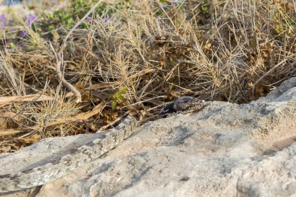 Egy Európai Macskakígyó Vagy Soosan Snake Telescopus Fallax Csúszkál Egy — Stock Fotó