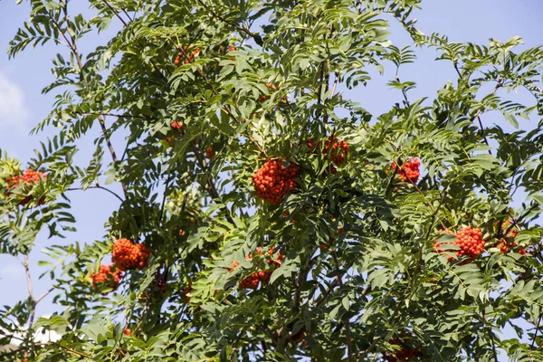Rowan Berry Tree Avec Des Fruits Rouges Khazbegi Géorgie Fruits — Photo