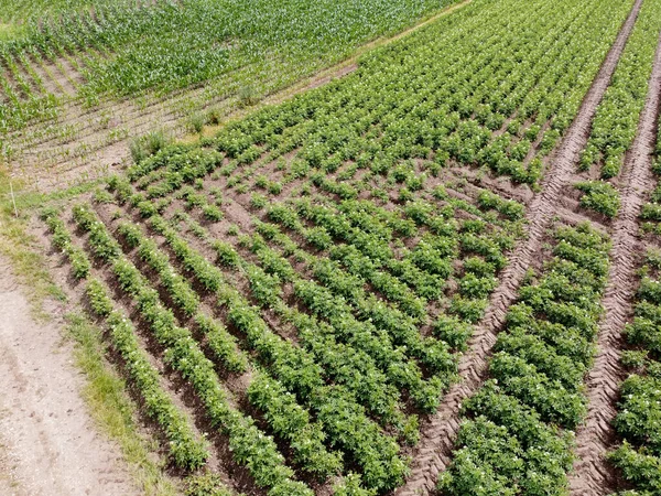 Una Vista Superior Una Tierra Cosechadora Verde — Foto de Stock