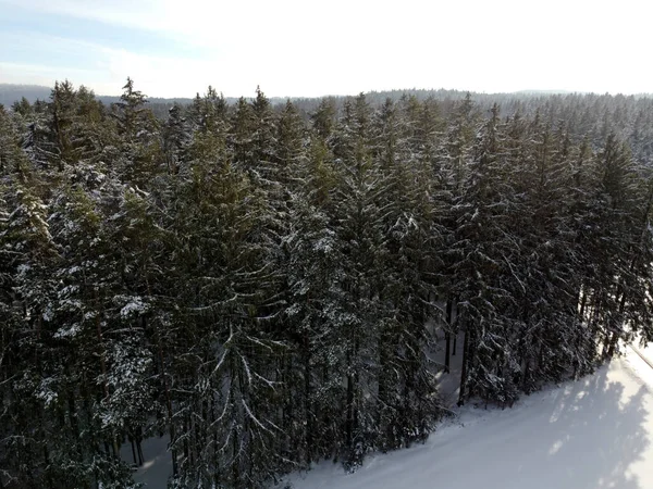 Hermoso Paisaje Bosque Con Árboles Siempreverdes Invierno Bajo Luz Del — Foto de Stock