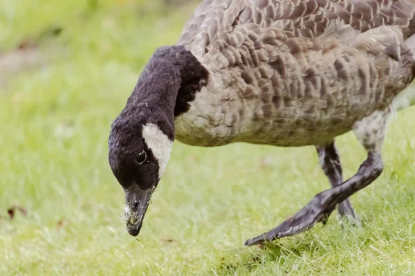 カナダのガチョウの銃撃戦 — ストック写真