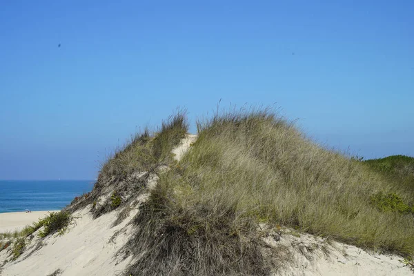 海滩上有植物的沙山风景 — 图库照片