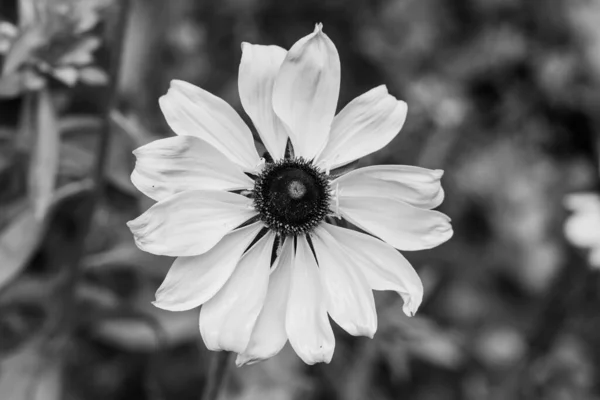 美しい一本の花の灰色のショット — ストック写真