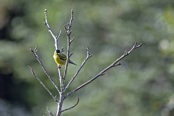 在模糊的背景下 一只小小的黄鸟坐在树枝上的美丽景象 — 图库照片