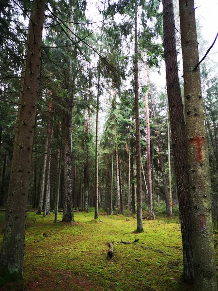 Gündüz Vakti Bir Ormanın Ağaçlarının Dikey Görüntüsü — Stok fotoğraf