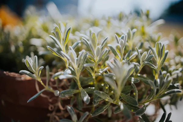 Tiro Close Cerastium Tomentosum Planta Folhas Fundo Borrado — Fotografia de Stock