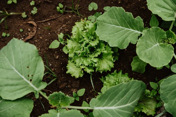 Een Top Uitzicht Van Bloemkool Tuin — Stockfoto