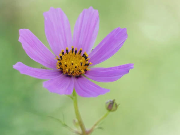 Närbild Vacker Drömmande Aromatisk Rosa Cosmos Blomma Trädgården — Stockfoto
