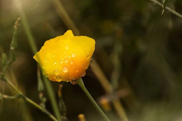 霧雨の後の小さな黄色の花に水滴のクローズアップショット — ストック写真